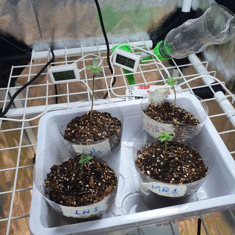 Jenny Kush growlog photo: LH2 MR1 Bomb Raiz 6ml
Lh1 mr2 água