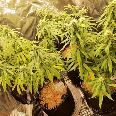 Amnesia Auto growlog timeline photo