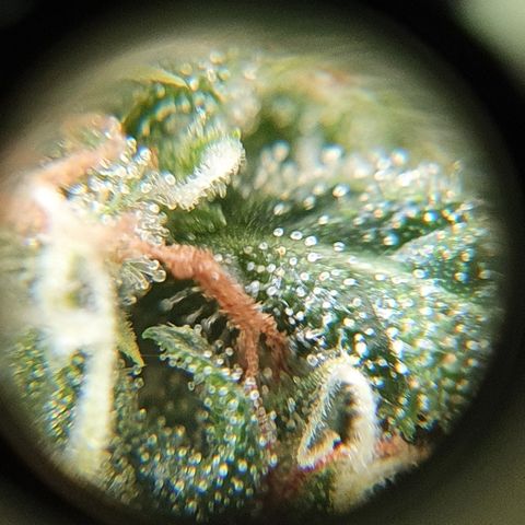Amnesia Auto growlog timeline photo