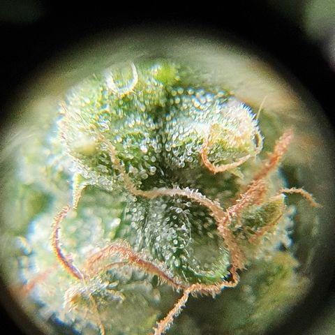 Amnesia Auto growlog timeline photo