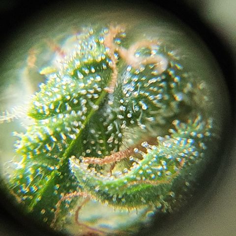 Amnesia Auto growlog timeline photo