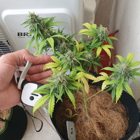 Amnesia Auto growlog timeline photo
