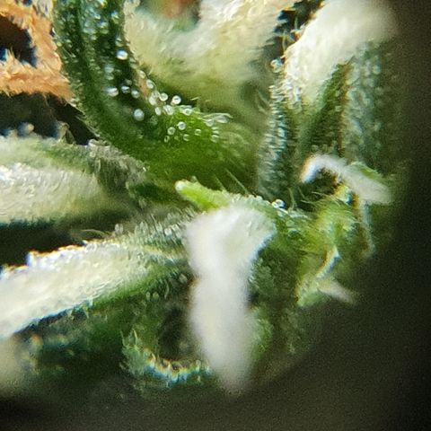 Amnesia Auto growlog timeline photo