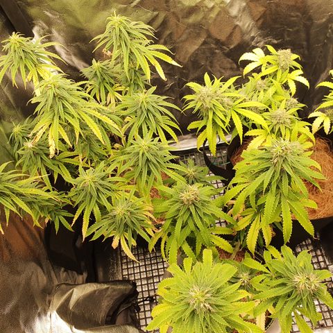 Amnesia Auto growlog timeline photo