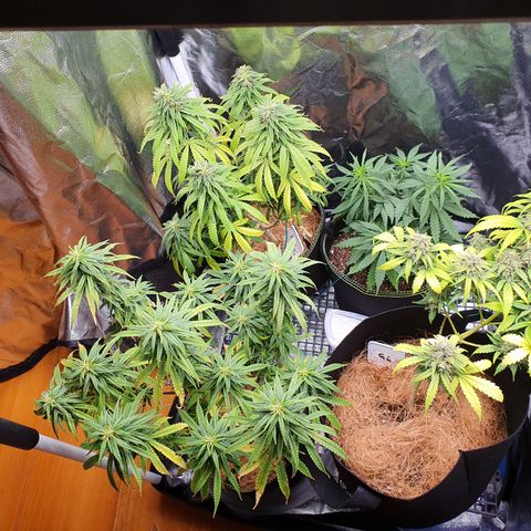 Amnesia Auto growlog timeline photo