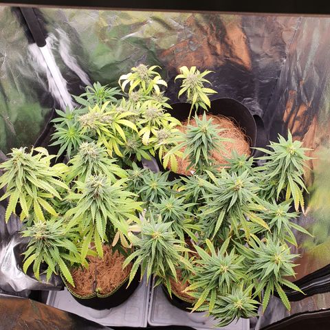 Amnesia Auto growlog timeline photo