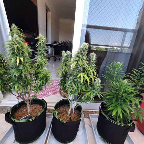 Amnesia Auto growlog photo: Neem