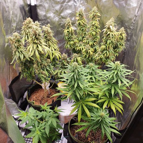 Amnesia Auto growlog timeline photo