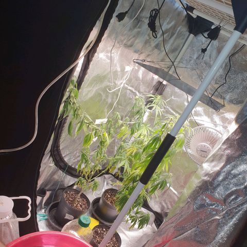 Jenny Kush growlog photo: Rega com runoff