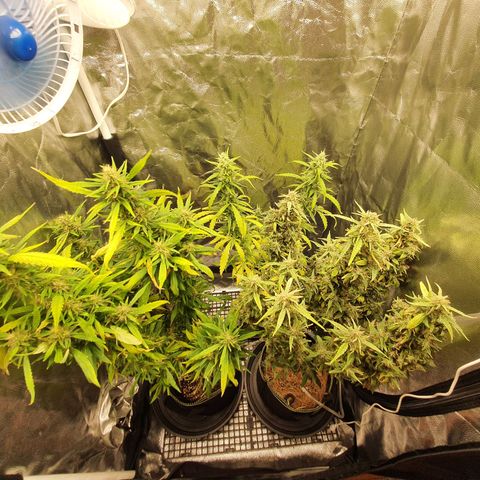 Amnesia Auto growlog photo: Ácaros
Citrus
1a alho+temperos