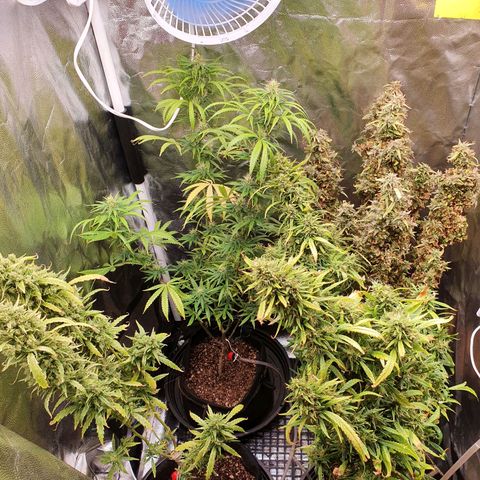 Amnesia Auto growlog timeline photo