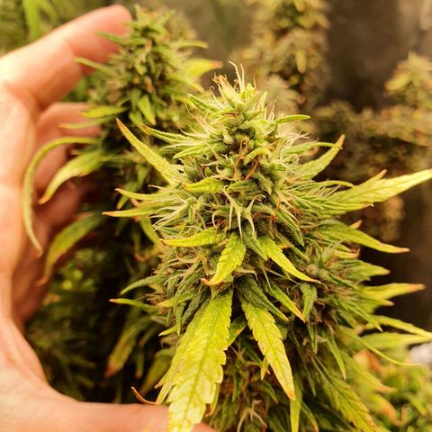 Amnesia Auto growlog timeline photo