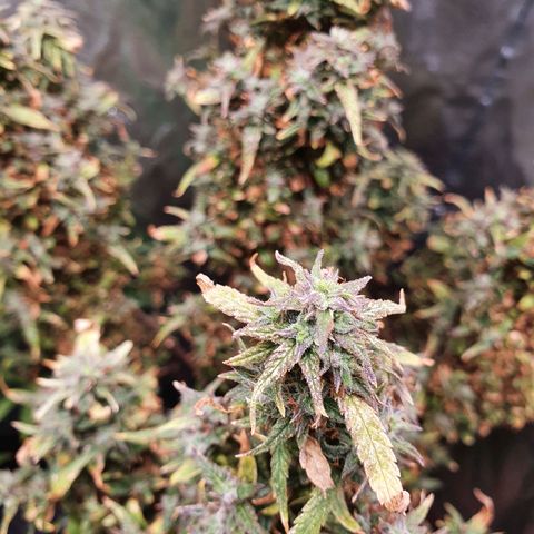 Amnesia Auto growlog timeline photo