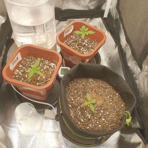 Jenny Kush growlog photo: Moby dick F
Strawberry F
Tangie A