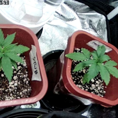 Jenny Kush growlog photo: Moby dick
Strawberry CBD 