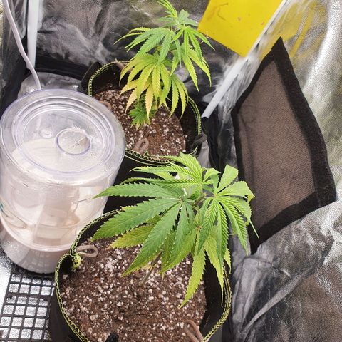Jenny Kush growlog photo: Strawberry Moby dick 