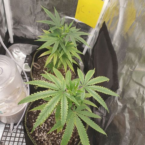 Jenny Kush growlog timeline photo