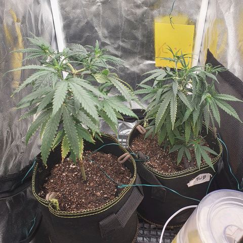 Jenny Kush growlog timeline photo