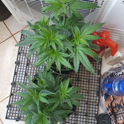 Jenny Kush growlog timeline photo