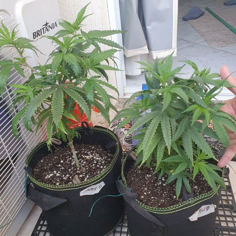 Jenny Kush growlog timeline photo