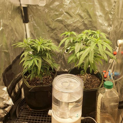 Jenny Kush growlog timeline photo