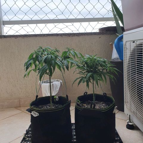 Jenny Kush growlog timeline photo