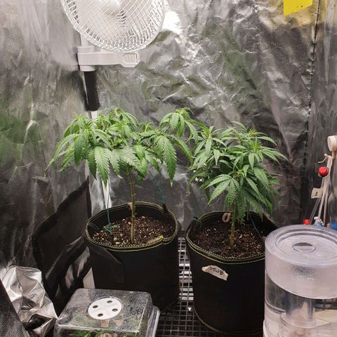 Jenny Kush growlog timeline photo