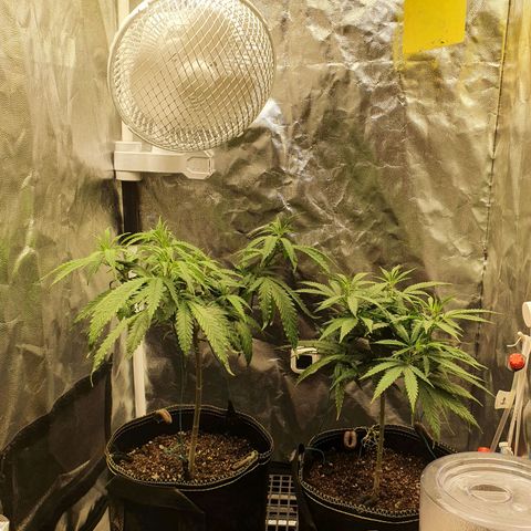 Jenny Kush growlog timeline photo