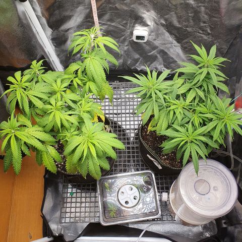 Jenny Kush growlog photo: MD 42
STB 36