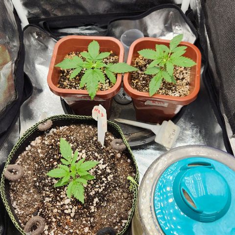 Royal Highness growlog timeline photo