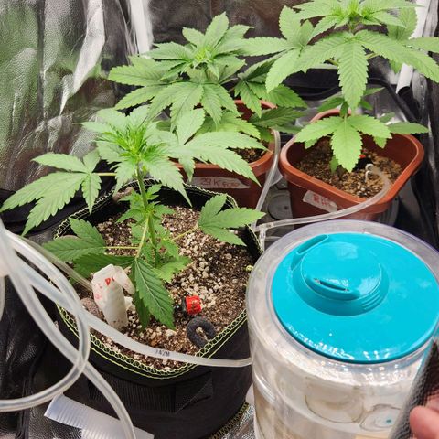 Royal Highness growlog timeline photo