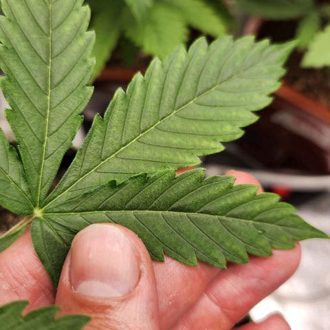 Sour Diesel Auto growlog timeline photo