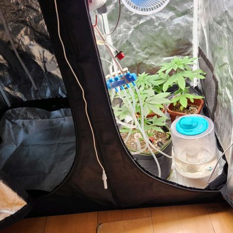 Royal Highness growlog photo: Antes da transferência 