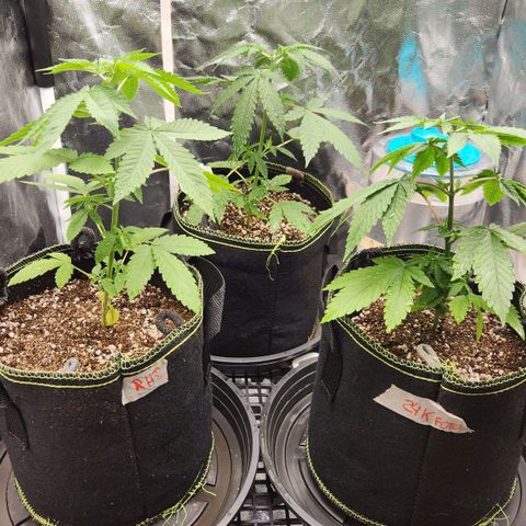 Royal Highness growlog timeline photo