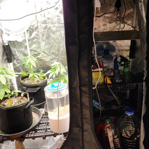 Royal Highness growlog timeline photo