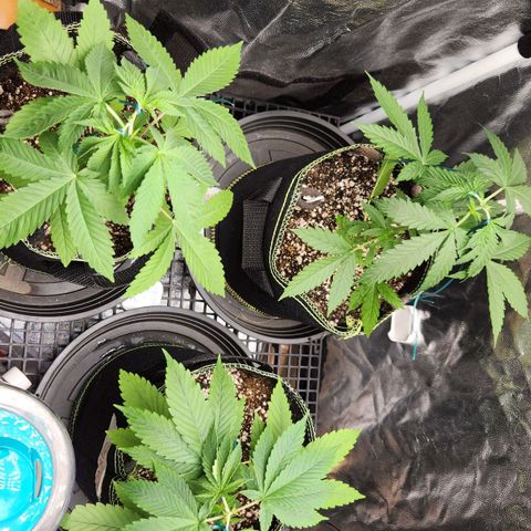 Royal Highness growlog timeline photo