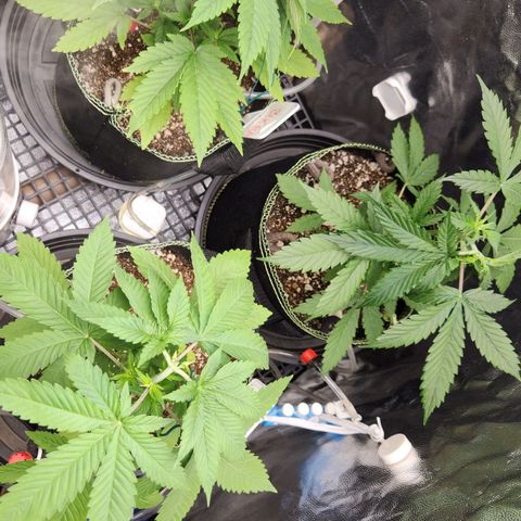 Royal Highness growlog timeline photo