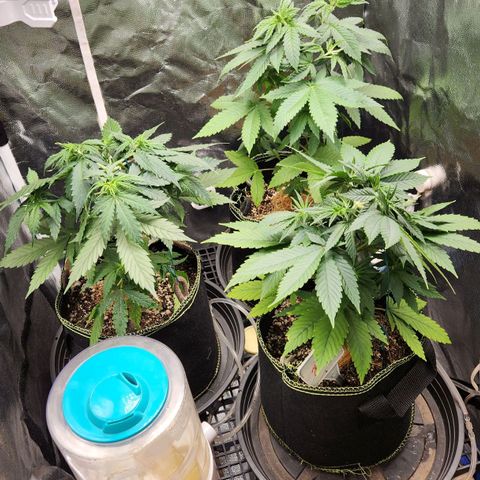 Royal Highness growlog timeline photo