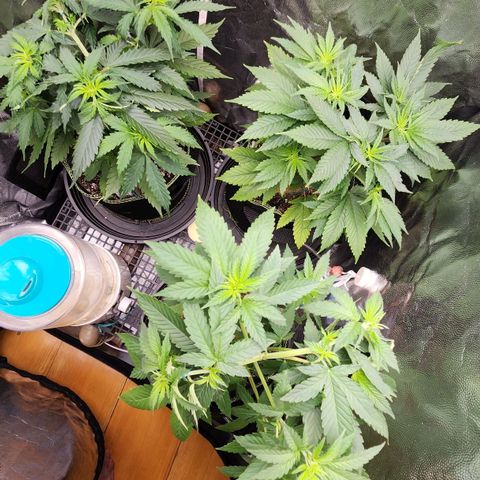 Royal Highness growlog timeline photo