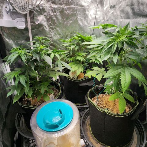 Royal Highness growlog timeline photo