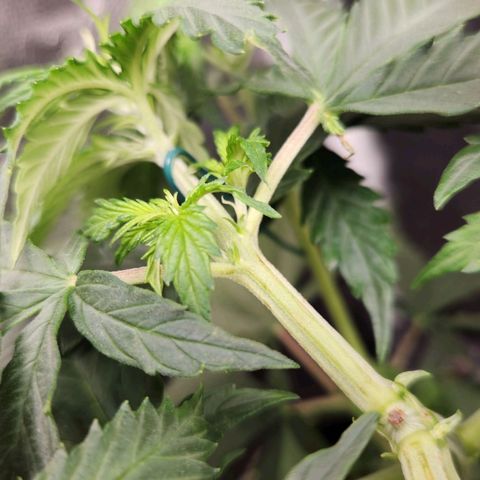 Sour Diesel Auto growlog timeline photo