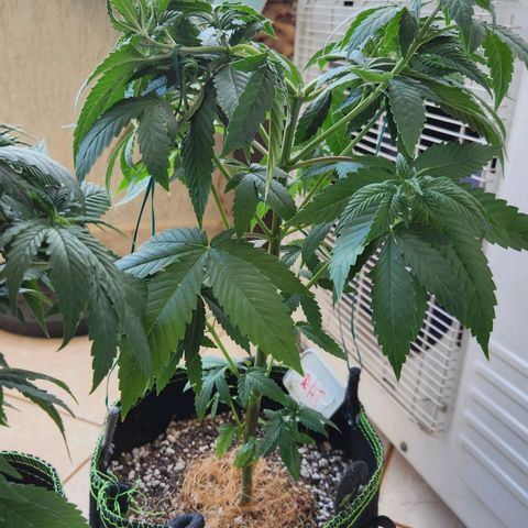 Royal Highness growlog timeline photo