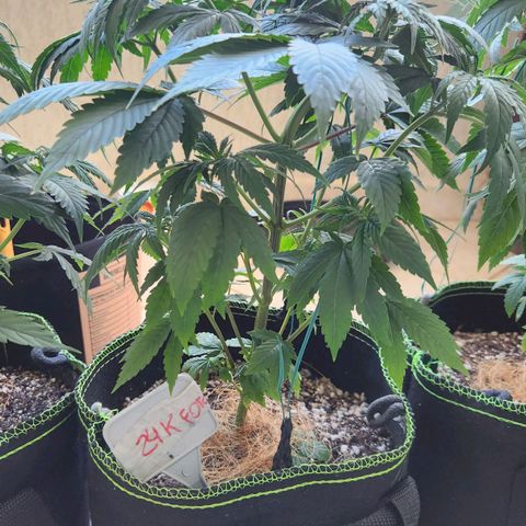 24K Gold  growlog timeline photo