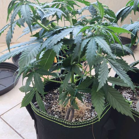 Sour Diesel Auto growlog timeline photo