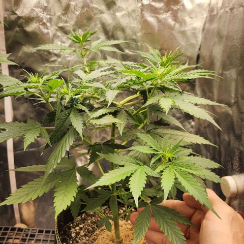 Sour Diesel Auto growlog timeline photo