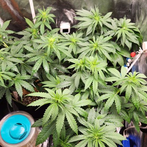 Royal Highness growlog timeline photo