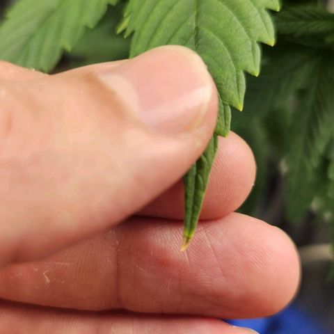 24K Gold  growlog timeline photo