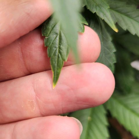 Royal Highness growlog timeline photo