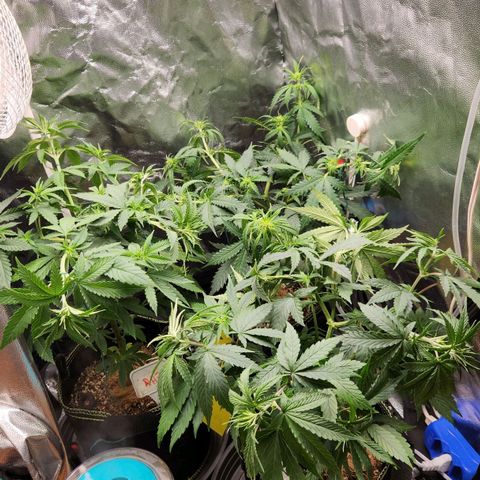 Royal Highness growlog timeline photo