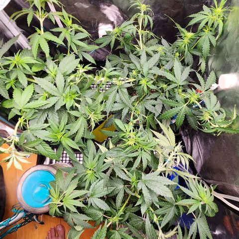 Royal Highness growlog timeline photo